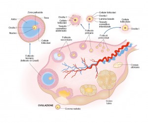 09 Edises Biologia Fecondazione 3